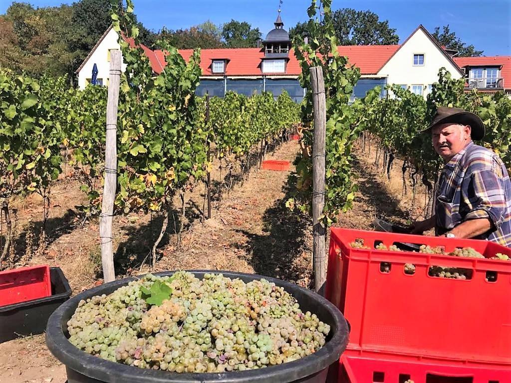 Pension Bella Vista - Winzerhof Golk Meißen Exterior foto